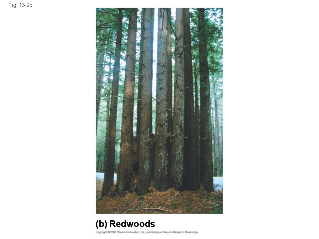 Fig. 13-2b (b) Redwoods